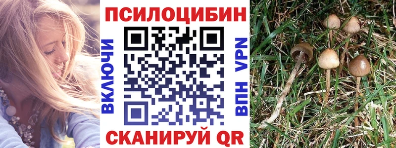 Галлюциногенные грибы Psilocybine cubensis  Кремёнки 